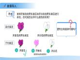 4.3.2 生物的性狀主要由基因決定（第2課時(shí)）課件 生物濟(jì)南版（2024）七年級(jí)下冊(cè)第四單元