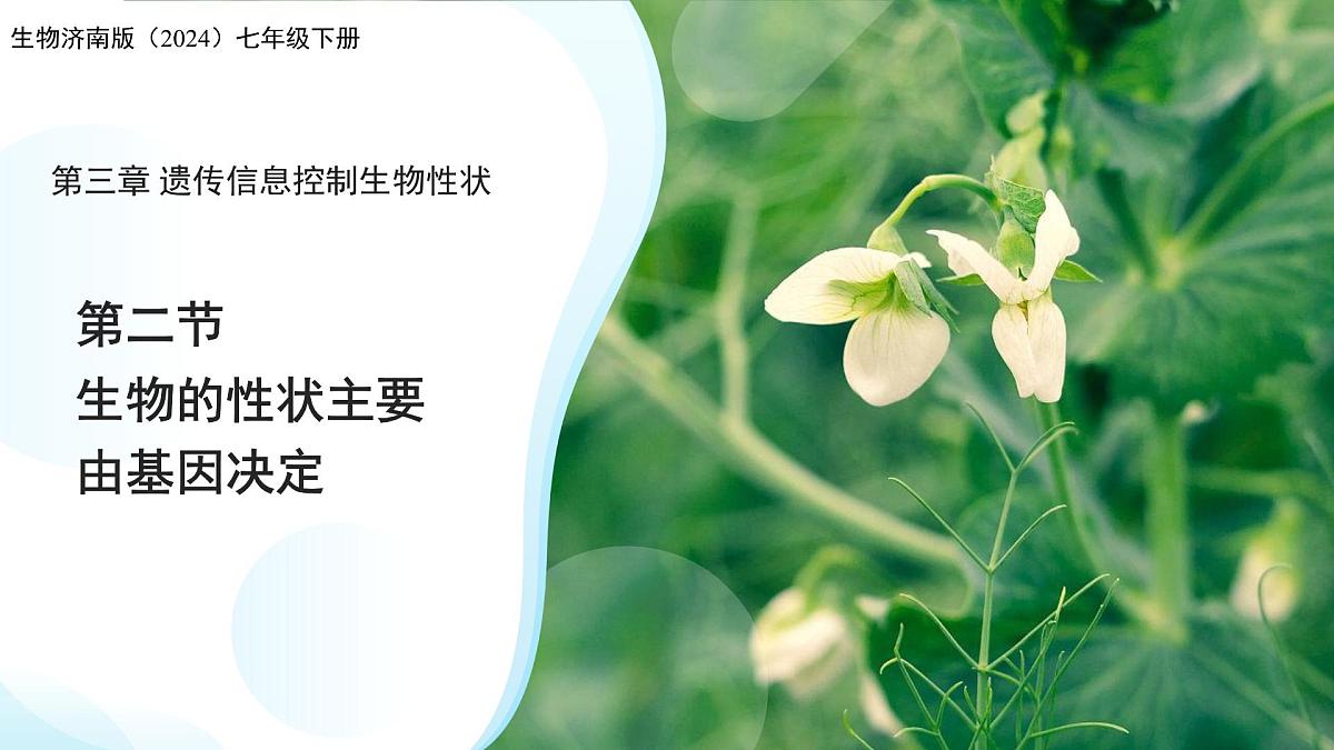 4.3.2 生物的性状主要由基因决定（第1课时）课件 生物济南版（2024）七年级下册第四单元第1页