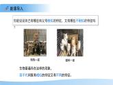 4.3.2 生物的性狀主要由基因決定（第1課時(shí)）課件 生物濟(jì)南版（2024）七年級(jí)下冊(cè)第四單元
