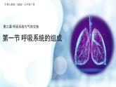 4.3.1 呼吸道對(duì)空氣的處理 課件 生物人教版（2024）七年級(jí)下冊(cè)第四單元