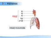 4.3.1 呼吸道對(duì)空氣的處理 課件 生物人教版（2024）七年級(jí)下冊(cè)第四單元