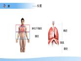 4.3.2 發(fā)生在肺內(nèi)的氣體交換 第1課時(shí)課件 生物人教版（2024）七年級(jí)下冊(cè)第四單元
