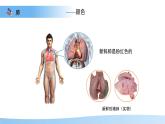 4.3.2 發(fā)生在肺內(nèi)的氣體交換 第1課時(shí)課件 生物人教版（2024）七年級(jí)下冊(cè)第四單元