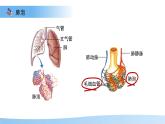4.3.2 發(fā)生在肺內(nèi)的氣體交換 第2課時(shí)課件 生物人教版（2024）七年級(jí)下冊(cè)第四單元