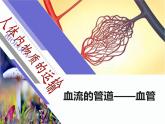 第十四章 人體內(nèi)物質(zhì)的運(yùn)輸 第2節(jié) 血管與心臟 PPT課件