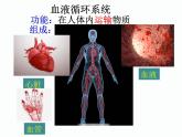 第十四章 人體內(nèi)物質(zhì)的運(yùn)輸 第2節(jié) 血管與心臟 PPT課件
