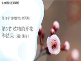 5.11.3 植物的開花和結(jié)果 第1課時課件  生物蘇科版（2024）七年級下冊第五單元