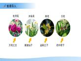 5.11.3 植物的開花和結(jié)果 第1課時課件  生物蘇科版（2024）七年級下冊第五單元