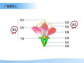 5.11.3 植物的開花和結(jié)果 第2課時課件  生物蘇科版（2024）七年級下冊第五單元