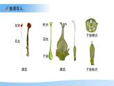 5.11.3 植物的開花和結(jié)果 第2課時課件  生物蘇科版（2024）七年級下冊第五單元