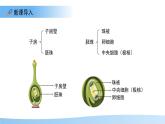5.11.3 植物的開花和結(jié)果 第2課時課件  生物蘇科版（2024）七年級下冊第五單元