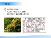 5.11.3 植物的開花和結(jié)果 第3課時 課件  生物蘇科版（2024）七年級下冊第五單元