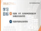 2025年秋人教版(2024)生物八年級上冊上課課件 第六章第三節(jié)《神經(jīng)系統(tǒng)支配下的運動》第二課時