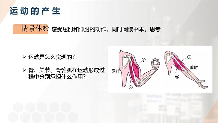 2025年秋人教版(2024)生物八年级上册上课课件 第六章第三节《神经系统支配下的运动》第二课时第6页