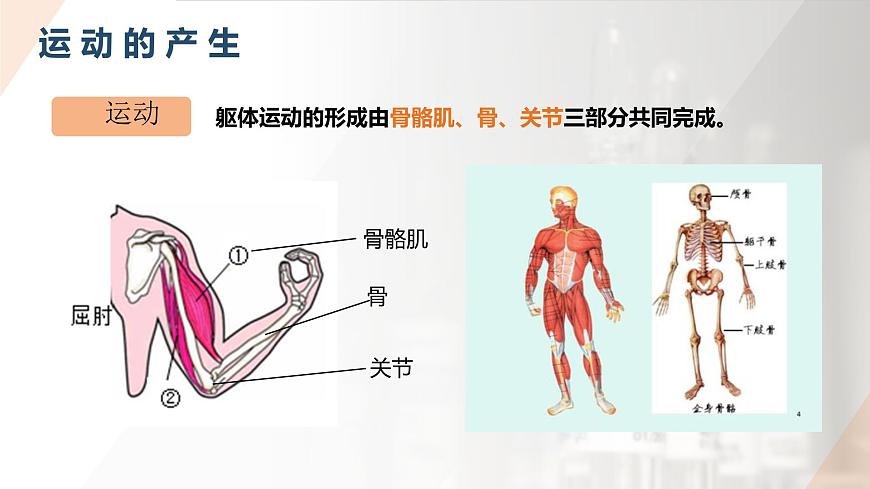 2025年秋人教版(2024)生物八年级上册上课课件 第六章第三节《神经系统支配下的运动》第二课时第7页