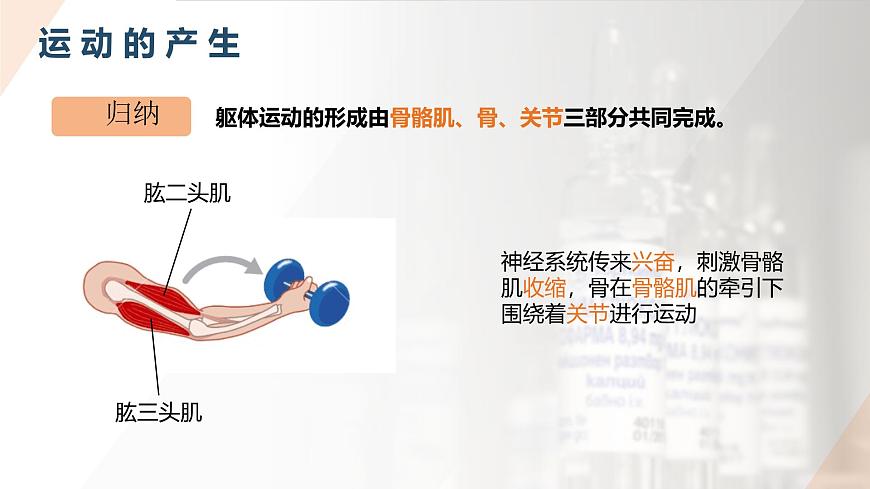 2025年秋人教版(2024)生物八年级上册上课课件 第六章第三节《神经系统支配下的运动》第二课时第8页