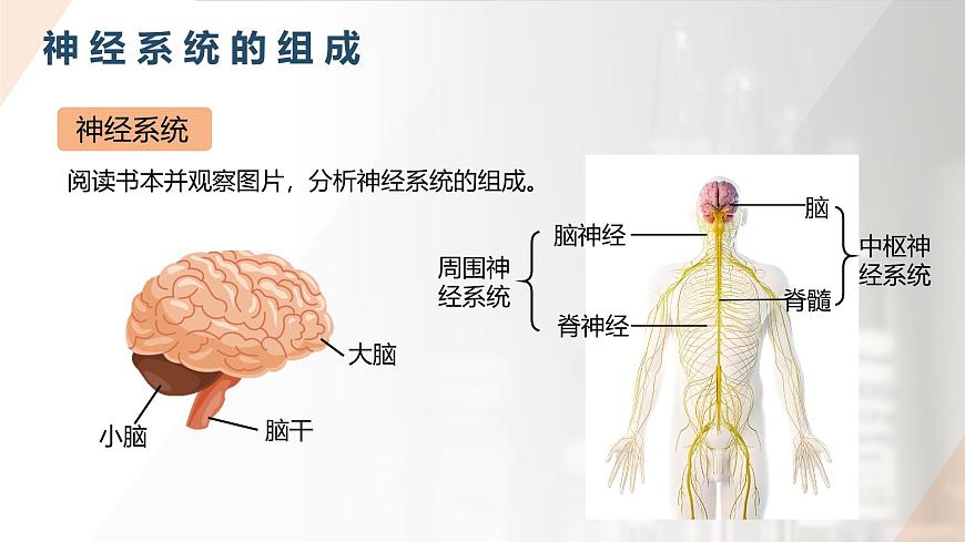 2025年秋人教版(2024)生物八年级上册上课课件 第六章第二节《神经调节》第一课时第8页