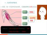 【新教材新課標(biāo)】人教版生物八年級上冊4.6.3《神經(jīng)系統(tǒng)支配下的運(yùn)動》課件+視頻素材