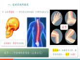 【新教材新課標(biāo)】人教版生物八年級上冊4.6.3《神經(jīng)系統(tǒng)支配下的運(yùn)動》課件+視頻素材