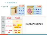 【新教材新課標(biāo)】人教版生物八年級(jí)上冊(cè)4.6.4《激素調(diào)節(jié)》課件+視頻素材