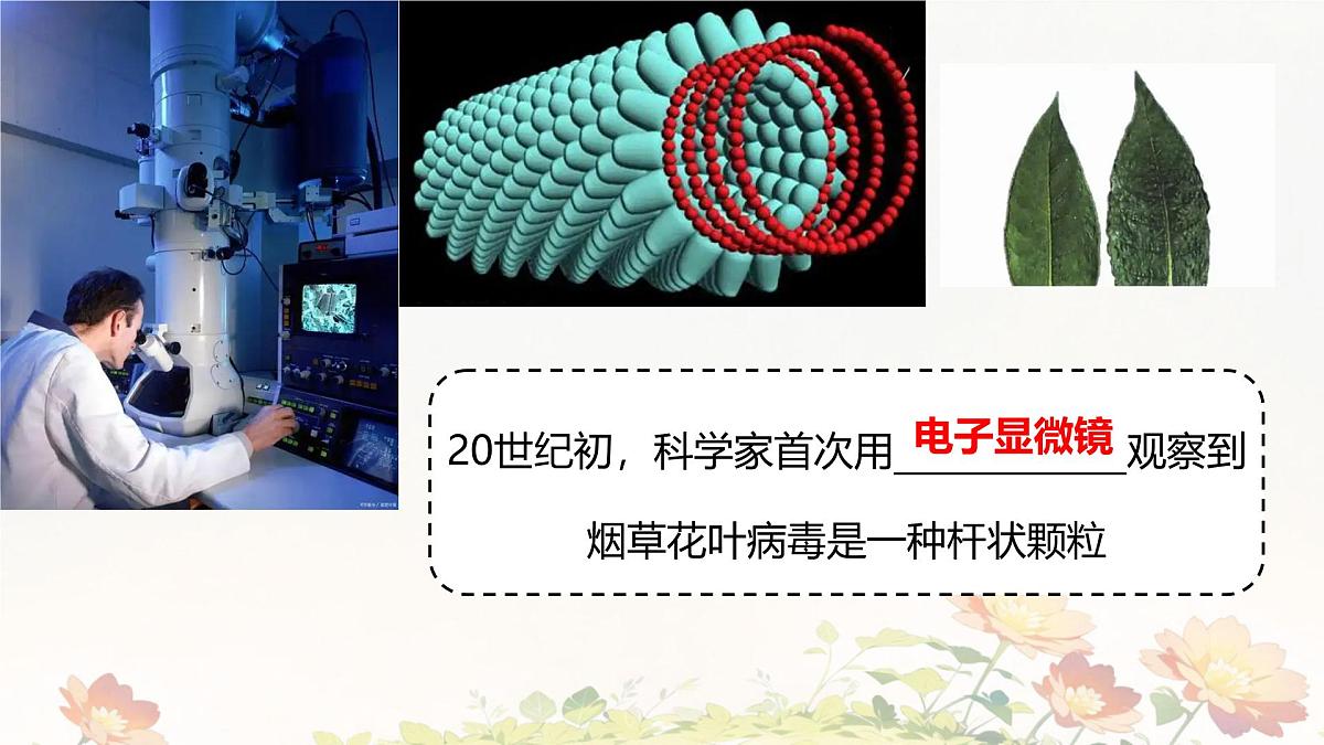 2.3.4 病毒 课件 2025-2026学年人教版七年级生物上册第5页