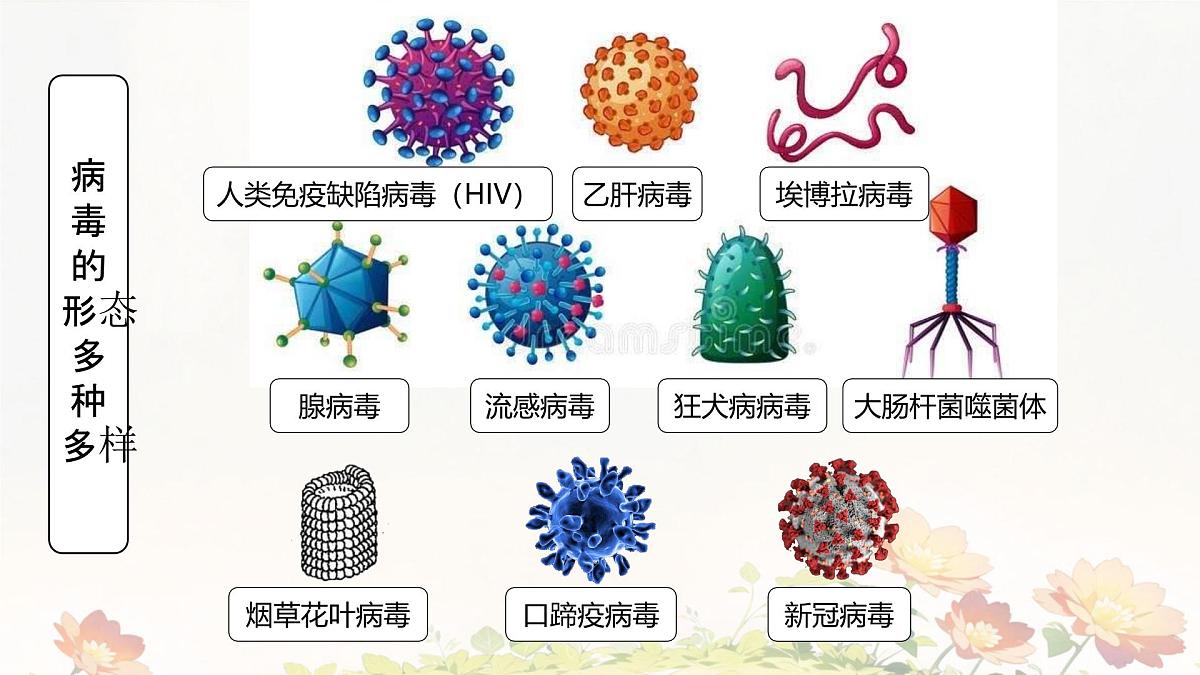 2.3.4 病毒 课件 2025-2026学年人教版七年级生物上册第7页