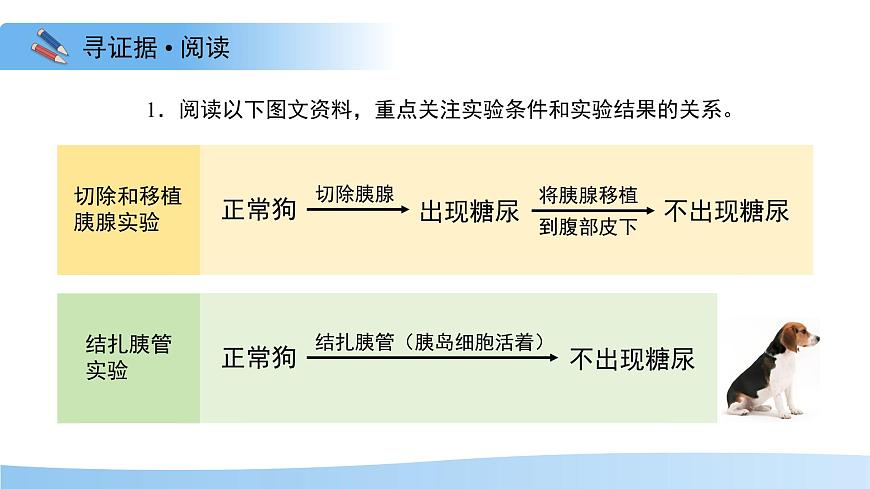 3.5.5 激素与生命活动调节 课件 生物冀少版（2024）七年级下册第三单元第5页