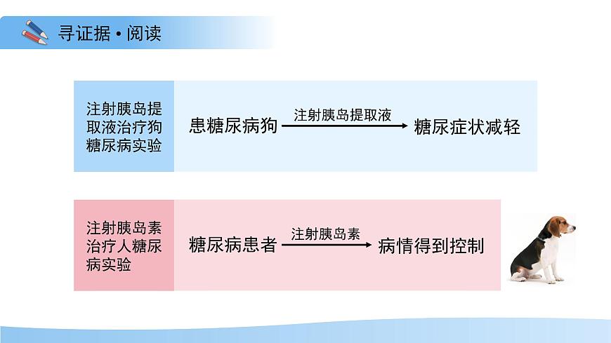 3.5.5 激素与生命活动调节 课件 生物冀少版（2024）七年级下册第三单元第6页