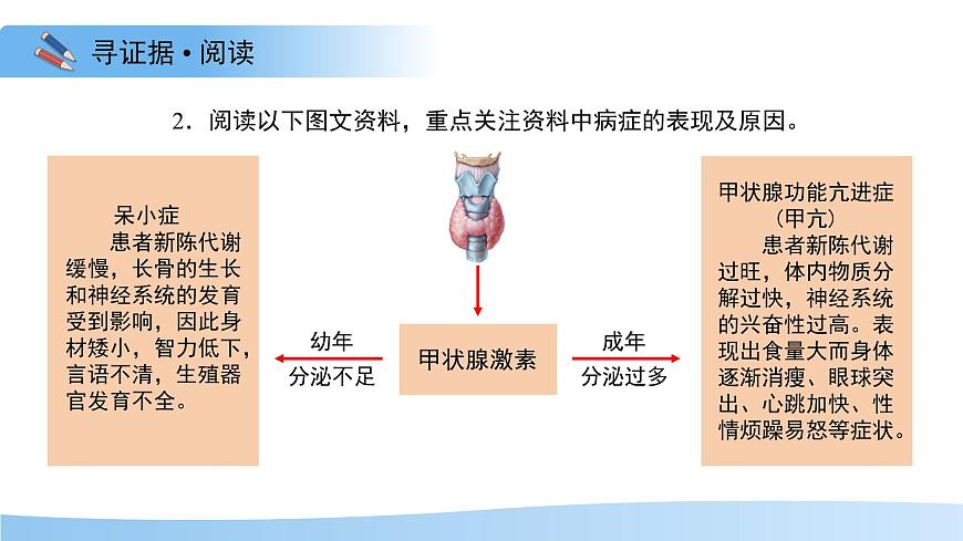 3.5.5 激素与生命活动调节 课件 生物冀少版（2024）七年级下册第三单元第7页