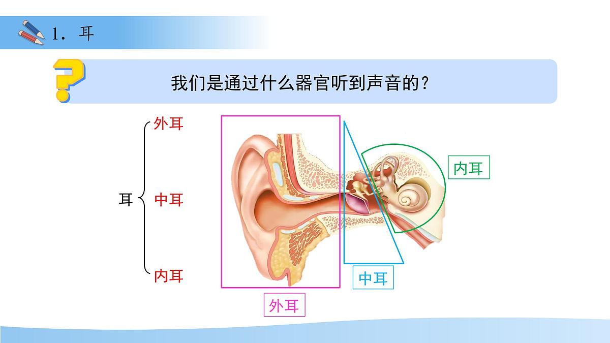 3.5.3感觉的形成——听觉 课件 生物冀少版（2024）七年级下册第三单元第5页