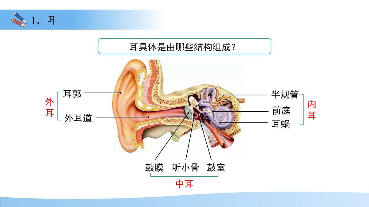 3.5.3感觉的形成——听觉 课件 生物冀少版（2024）七年级下册第三单元第6页