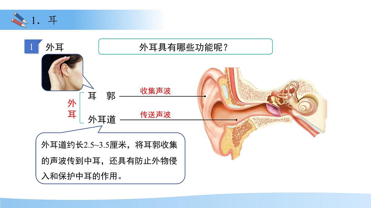 3.5.3感觉的形成——听觉 课件 生物冀少版（2024）七年级下册第三单元第7页