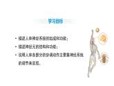 人教版（2024）生物八年級上冊4.6.2 神經(jīng)調(diào)節(jié)（第1課時(shí)）（課件）
