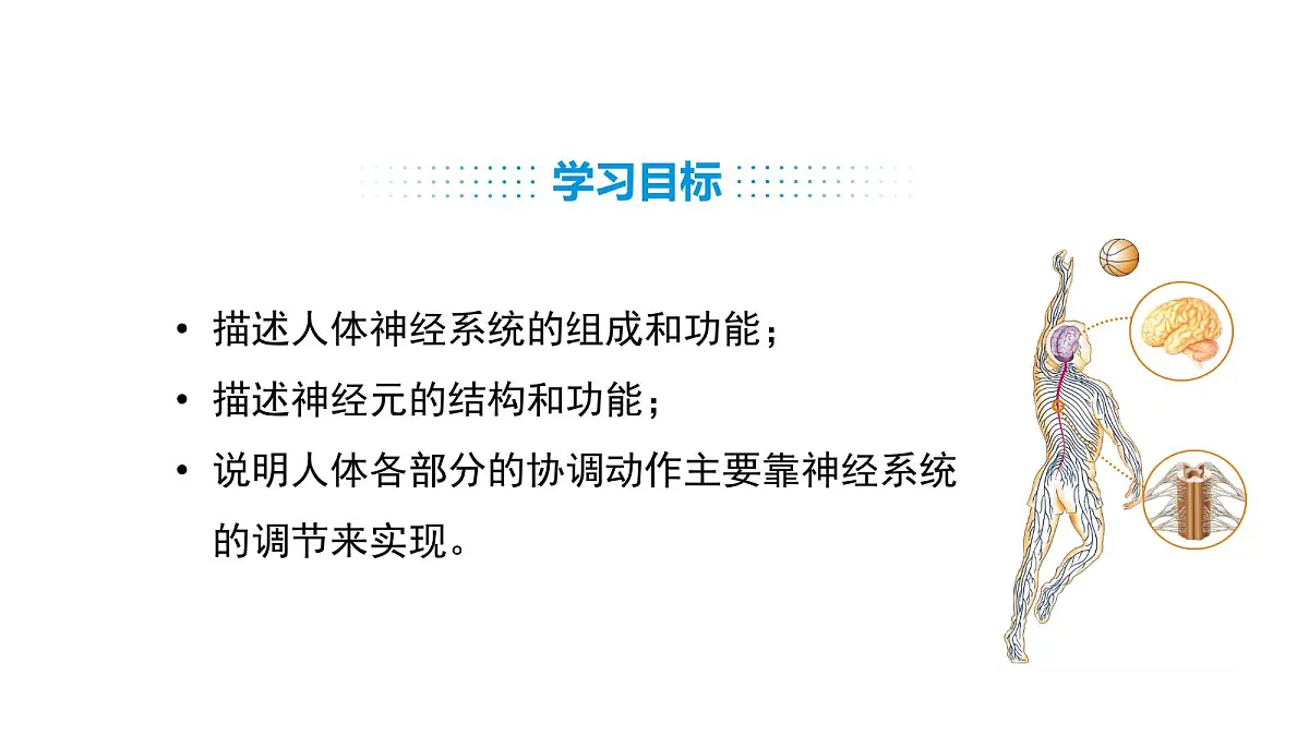 人教版（2024）生物八年级上册4.6.2 神经调节（第1课时）（课件）第3页