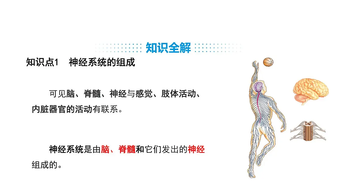 人教版（2024）生物八年级上册4.6.2 神经调节（第1课时）（课件）第5页