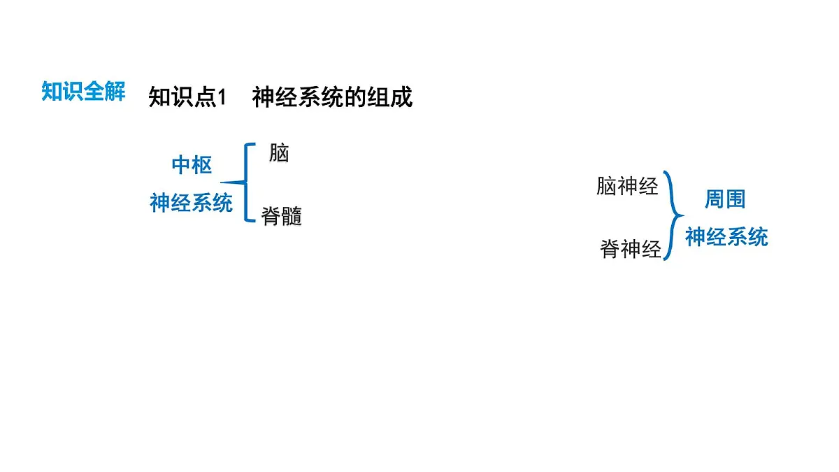 人教版（2024）生物八年级上册4.6.2 神经调节（第1课时）（课件）第6页