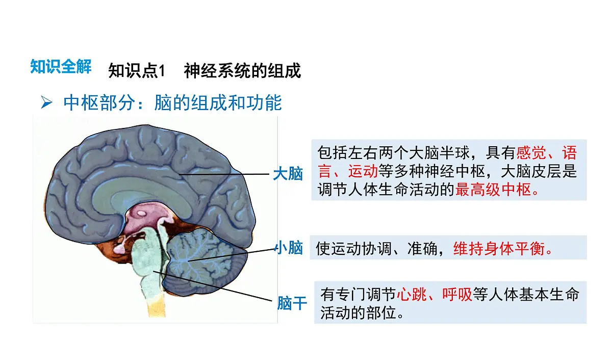 人教版（2024）生物八年级上册4.6.2 神经调节（第1课时）（课件）第7页
