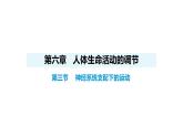 人教版（2024）生物八年級上冊4.6.3 神經(jīng)系統(tǒng)支配下的運(yùn)動（課件）