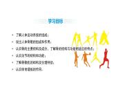 人教版（2024）生物八年級上冊4.6.3 神經(jīng)系統(tǒng)支配下的運(yùn)動（課件）