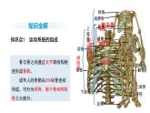 人教版（2024）生物八年級上冊4.6.3 神經(jīng)系統(tǒng)支配下的運(yùn)動（課件）