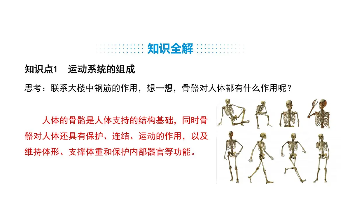 人教版（2024）生物八年级上册4.6.3 神经系统支配下的运动（课件）第6页