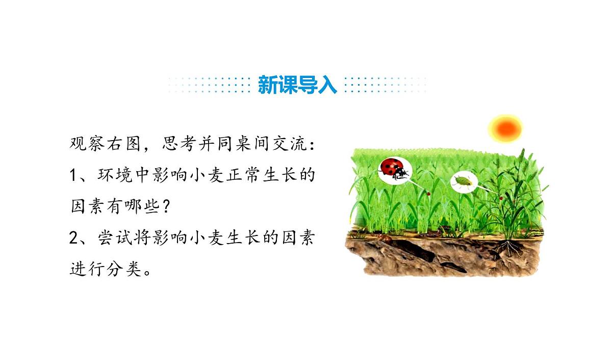 人教版（2024）生物八年级上册5.1.1 生物与环境的相互作用（课件）第2页