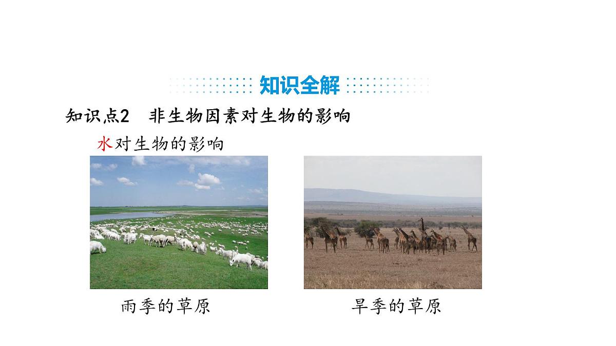 人教版（2024）生物八年级上册5.1.1 生物与环境的相互作用（课件）第5页