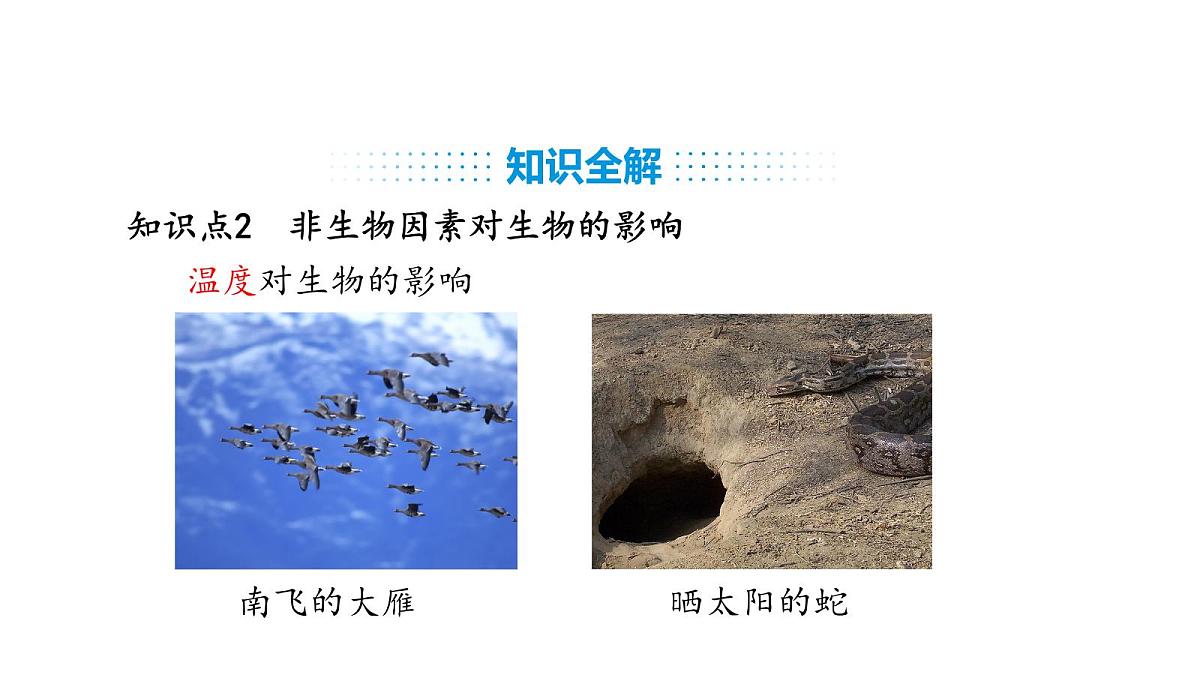 人教版（2024）生物八年级上册5.1.1 生物与环境的相互作用（课件）第6页