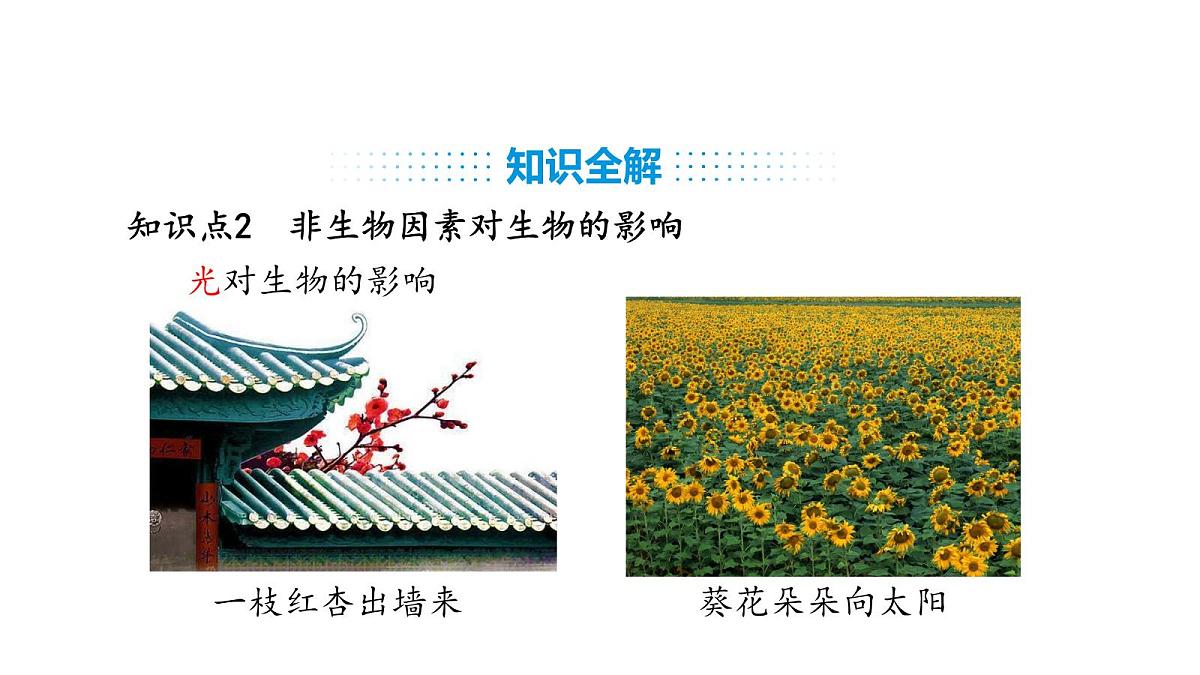 人教版（2024）生物八年级上册5.1.1 生物与环境的相互作用（课件）第7页