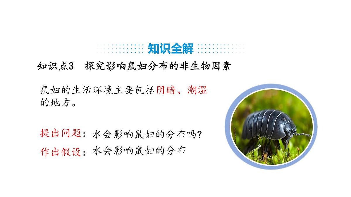 人教版（2024）生物八年级上册5.1.1 生物与环境的相互作用（课件）第8页