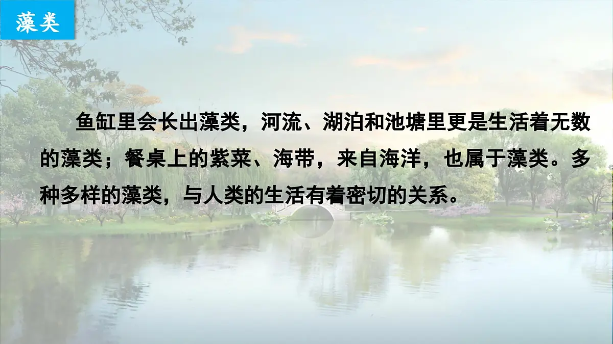 2.1.1藻类与植物的类群（教学课件）——初中生物人教版（2024）七年级上册课件第4页