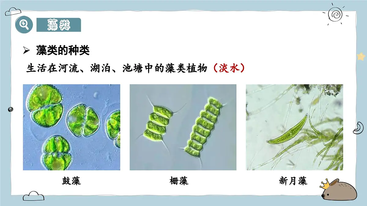 2.1.1藻类与植物的类群（教学课件）——初中生物人教版（2024）七年级上册课件第6页