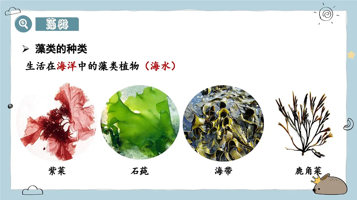 2.1.1藻类与植物的类群（教学课件）——初中生物人教版（2024）七年级上册课件第7页