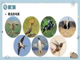 2.2.2（三）鸟（教学课件）——初中生物人教版（2024）七年级上册课件